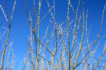 The willow seals in the spring willow seals on blue sky background