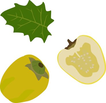 Vector illustration of cocona exotic fruit of isolated on white background.