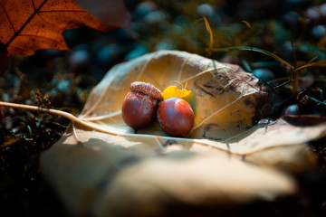 autumn acorns 