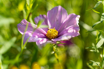 flowers in the golden hour