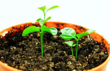young sprouts of tangerines in a pot