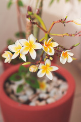 Plumeria white and yellow flower blooming on home garden