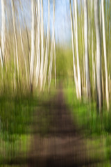 Obraz premium An abstract approach to a birch forest through a vertical panning