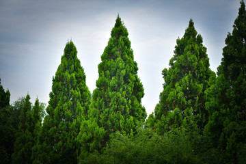 Fototapeta premium garden plants