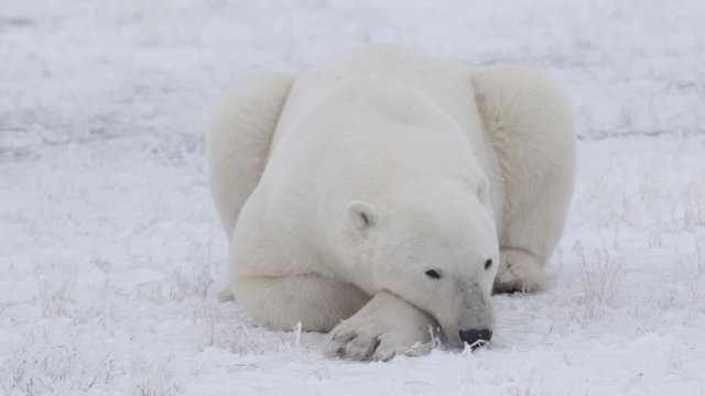 Polar Bear trying to not fall asleep as he watches photographers on the shore of Hudson Bay Cacada