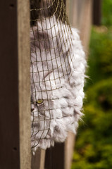 Chat persan grognon allongé contre le grillage de confinement sur le balcon