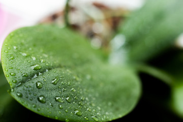 drops of water on large green leaves