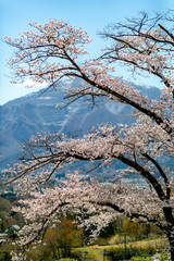 春の鎌倉散策。