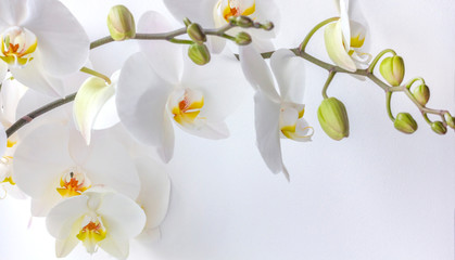 Fototapeta na wymiar White orchid flower on a white textured background, space for text, flat sunbed, top view