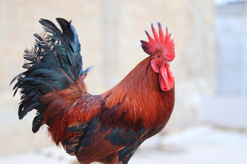 Close up of a Beautiful male Rooster, chicken cock, Beautiful Rooster standing