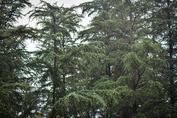 garden plants