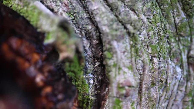 Macro slider video of a needle tree bark with moss at the edge of a hole 3