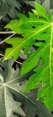 close up of a leaf