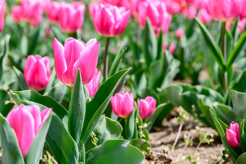 many pink tulips next to each other