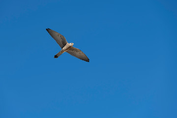Flying peregrine falcon bird with spread-out wings against blue sky.