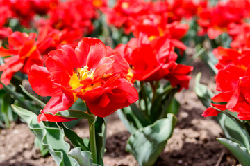 many red tulips next to each other