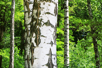 Birch forest with green foliage in the spring
