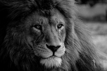 leone in bianco e nero
