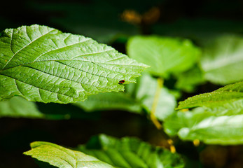Macro forest leaves