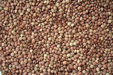 Brown lentils. Background texture of grains of brown lentils. Top view of lentil grains. Close-up, vertical, top view. Concept of healthy eating and agriculture.