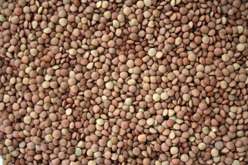 Poster Brown lentils. Background texture of grains of brown lentils. Top view of lentil grains. Close-up, vertical, top view. Concept of healthy eating and agriculture. © Lyudmila