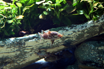 上下逆のままで泳ぐ不思議なサカサナマズ（日本の東京池袋サンシャイン水族館）