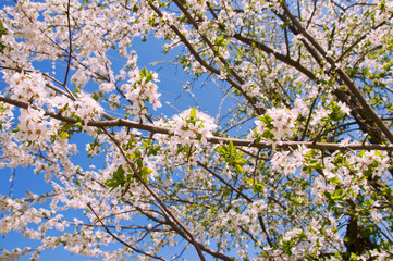 Cherry blossom with green leaves on blue sky background
