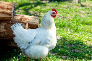 White chicken on a background of firewood and green grass