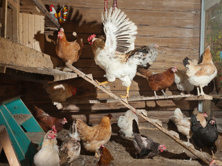 Little chicken farm with cocks and chicken