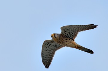  Common kestrel bird in flight. Flying in the blue sky with spread wings, closeup.  Genus species Falco tinnunculus. 