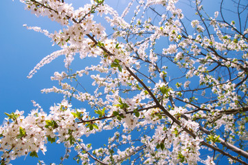 Cherry blossom with green leaves on blue sky background