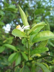 Obraz premium Blossom lemon tree Citrus x limon