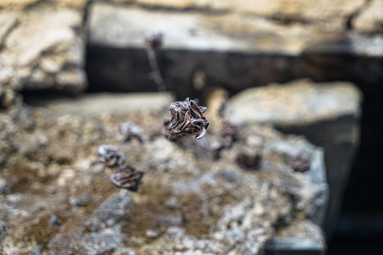 Dry Silver Powder Fern Withered Grass In The Rocks