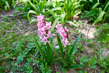 Obraz premium Hyacinths flowers on spring green grass background. Hyacinths in the garden