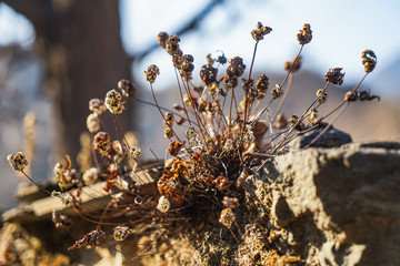 Dry silver powder fern withered grass in the rocks