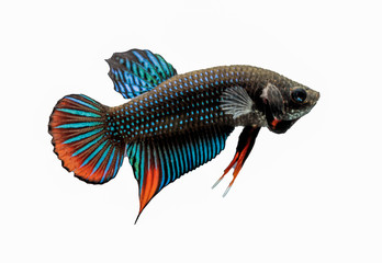 Multi-color or colorful of male.Siamese fighting fish was isolated and ready to fight on white...