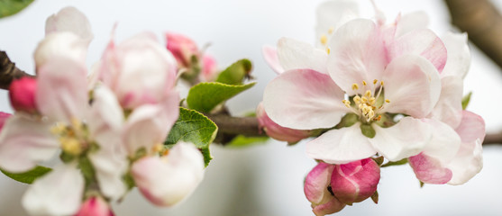 Apple Blossom closeup in garden. Beautiful spring background, banner