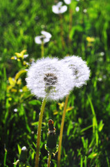 Two fluffy dandelions on a background of spring grass, sunlight dandelions. 