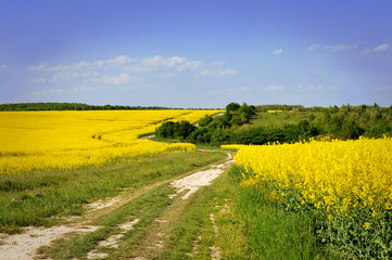 Fototapeta na wymiar Bright rapeseed field on forest background, summer landscape