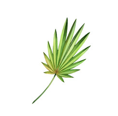 Fototapeta premium Watercolor fan palm leaf. Exotic green plant isolated on white. Hand painted detailed artwork. Realistic botanical illustration for wedding design, cards, decor
