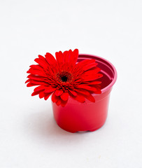 Red gerbera