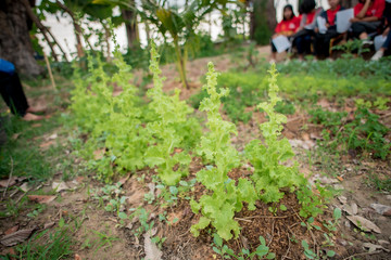 salad