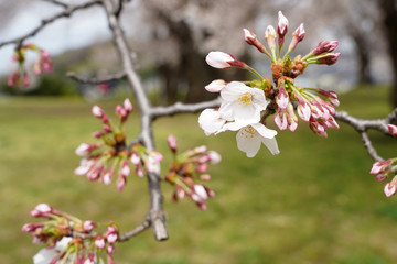 桜（満開、空、花見、春、卒業、入学など）