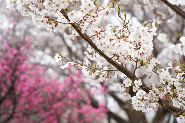 桜（満開、空、花見、春、卒業、入学など）