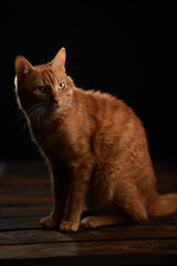 red cat sits on a table on a black background