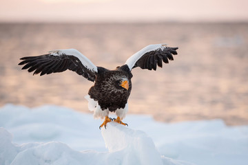 The Steller's sea eagle, Haliaeetus pelagicus  The bird is perched on the iceberg in the sea during winter Japan Hokkaido Wildlife scene from Asia nature. came from Kamtchatka