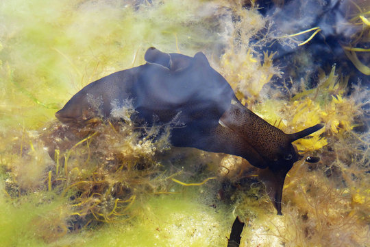 Anaspidea Bilder Durchsuchen 626 Archivfotos, und