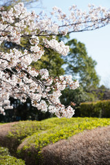 桜（満開、空、花見、春、卒業、入学など）