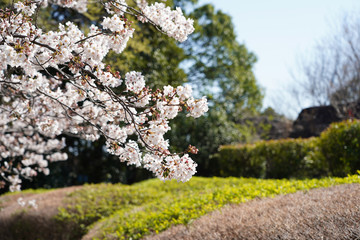 桜（満開、空、花見、春、卒業、入学など）