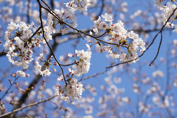 桜（満開、空、花見、春、卒業、入学など）